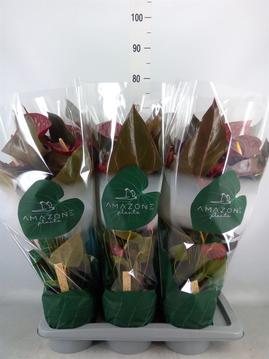 <h4>Anthurium andr. 'Delicata'</h4>
