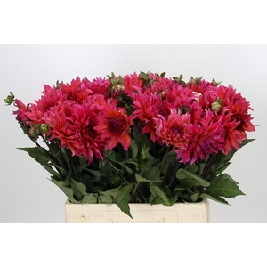 Dahlia Pink Punk