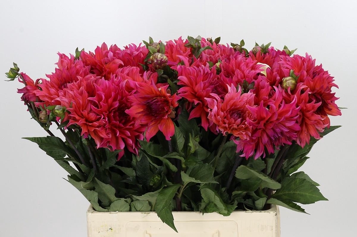 <h4>Dahlia Pink Punk</h4>