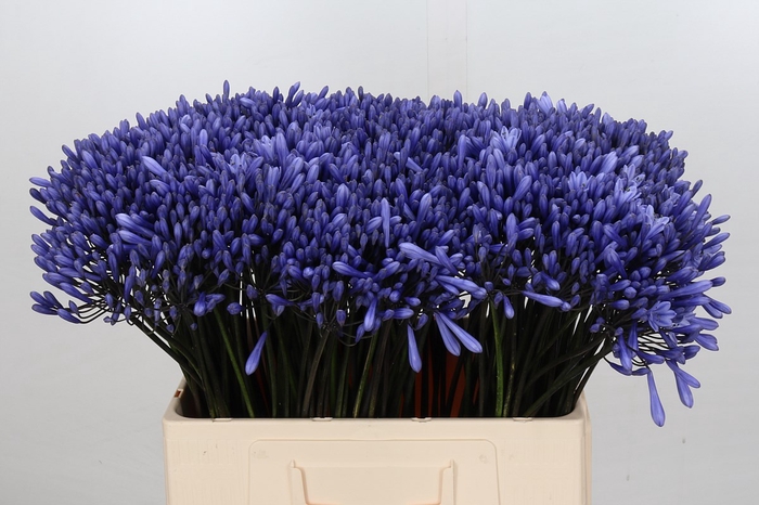 <h4>Agapanthus Dr Brouwer</h4>