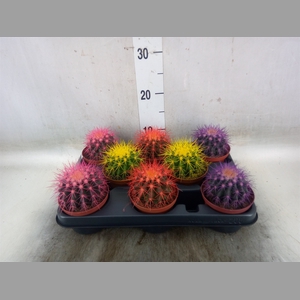 Echinocactus grusonii