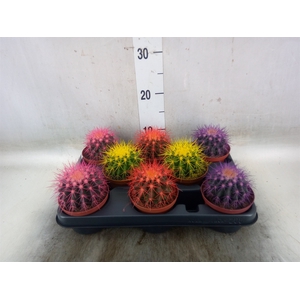 Echinocactus grusonii