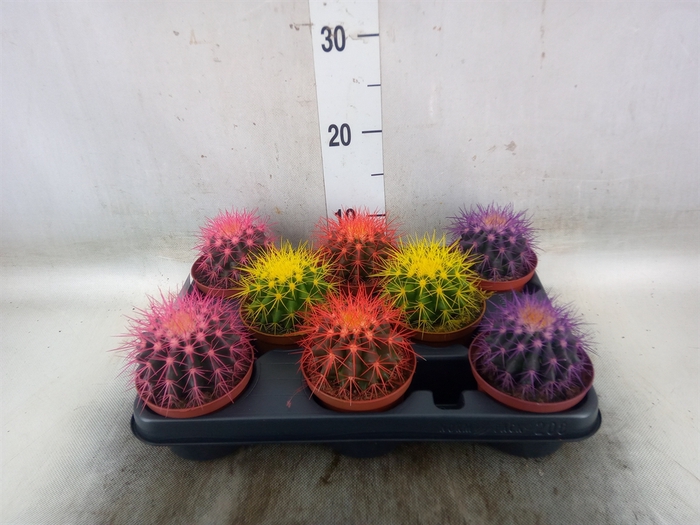 <h4>Echinocactus grusonii</h4>