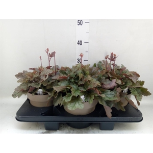 Heuchera  'Indian Summer'   ...mix