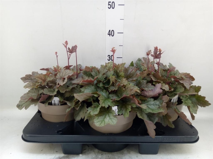 <h4>Heuchera 'Indian Summer' ...mix</h4>