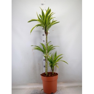 Dracaena fr de 'LemonLime'