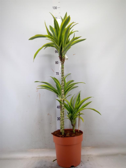 <h4>Dracaena fr de 'LemonLime'</h4>