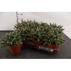 R Rhipsalis 9 Cm. P. Horrida
