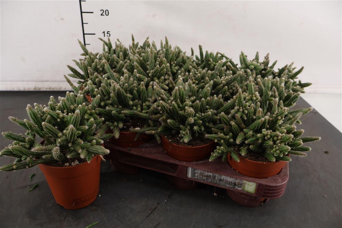 <h4>R Rhipsalis 9 Cm. P. Horrida</h4>