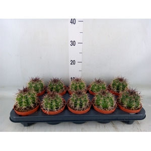 Cactus   ...