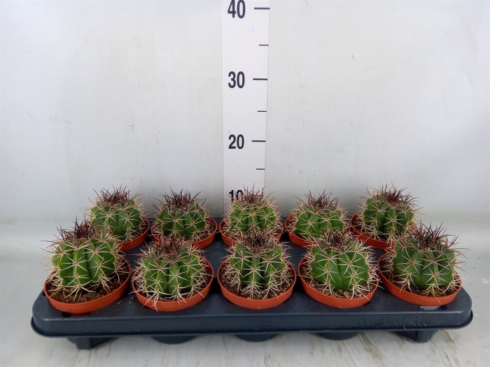<h4>Cactus   ...</h4>
