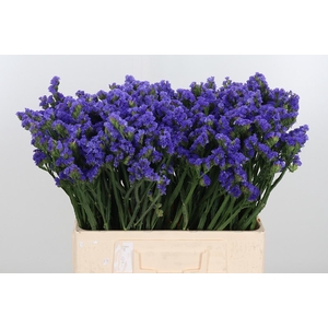 Statice Lavender