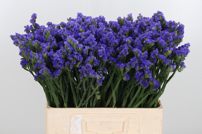 <h4>Statice Lavender</h4>