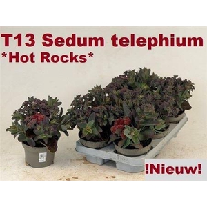 Sedum Telephium