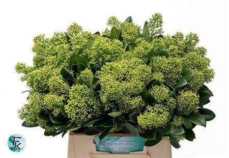 <h4>Skim J Finchy Bs 45cm</h4>