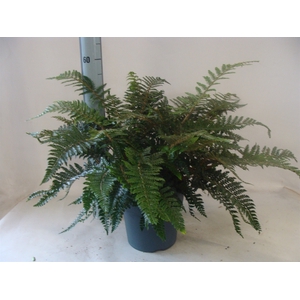 Asplenium   ...