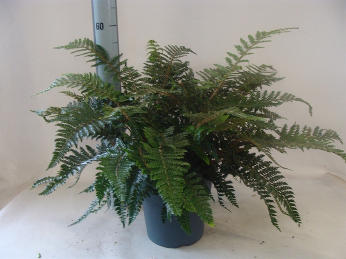 <h4>Asplenium   ...</h4>