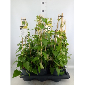 Thunbergia nana 'Snow White'