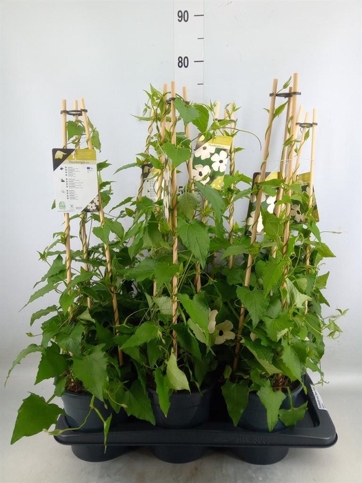 <h4>Thunbergia nana 'Snow White'</h4>