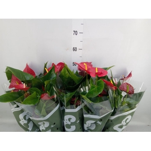 Anthurium andr. 'Success Red'