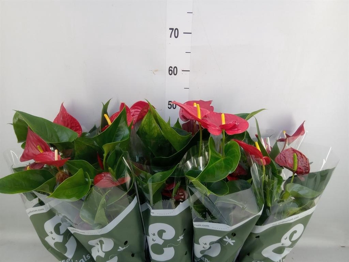 <h4>Anthurium andr. 'Success Red'</h4>