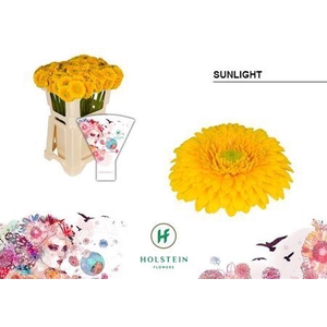 GE MB GERPONI SUNLIGHT