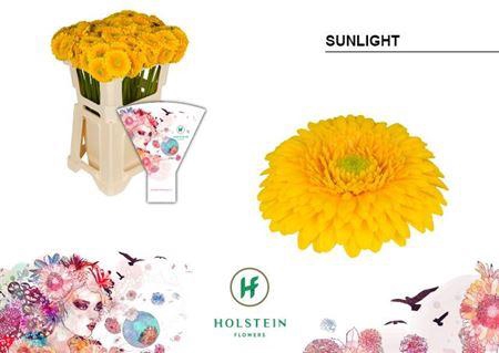 <h4>GE MB GERPONI SUNLIGHT EMMER HOES X</h4>