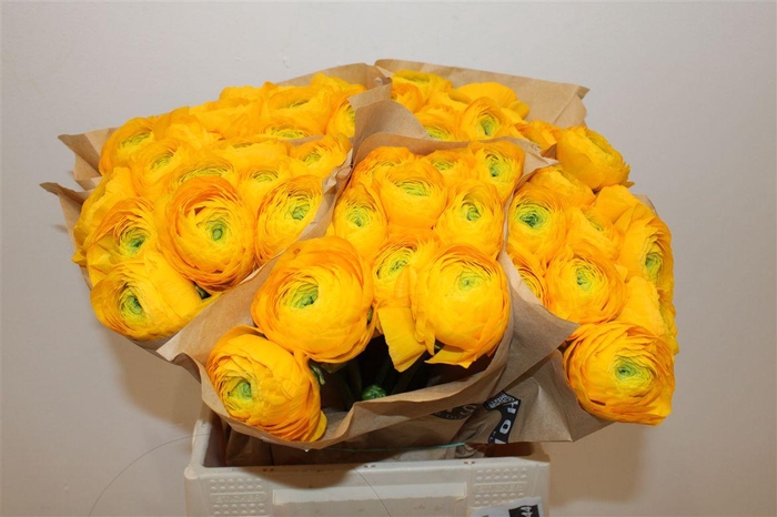 <h4>Ran Cloni Ex Flame</h4>