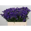 Limonium Navy Sun Birds