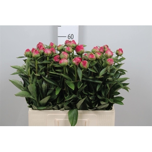 Paeo Pink Pompon