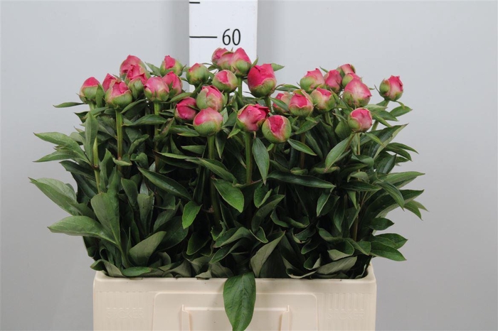 <h4>Paeo Pink Pompon</h4>