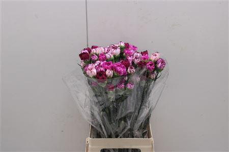 <h4>Di St Rainbow Mix Purple</h4>