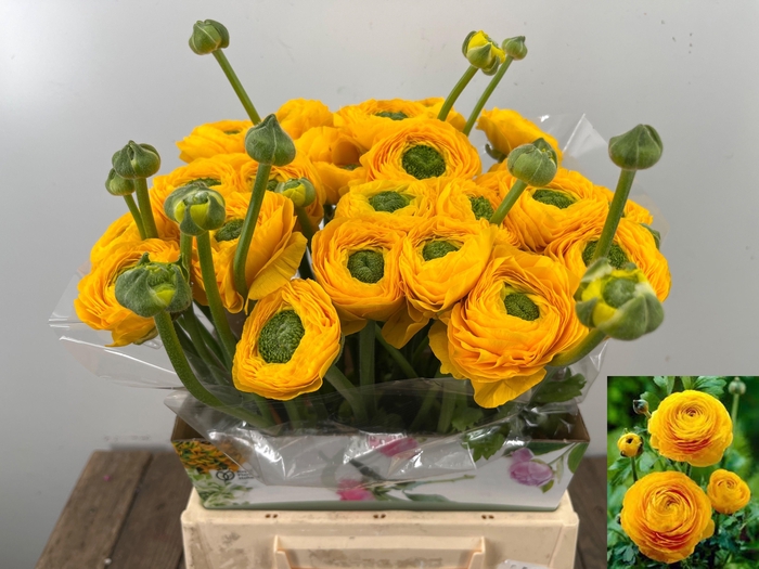 <h4>RAN SU OMEGA</h4>