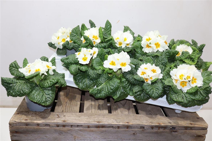 <h4>Prim Ac Cairo White</h4>