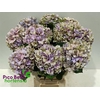 Hydrangea royal benefit classic