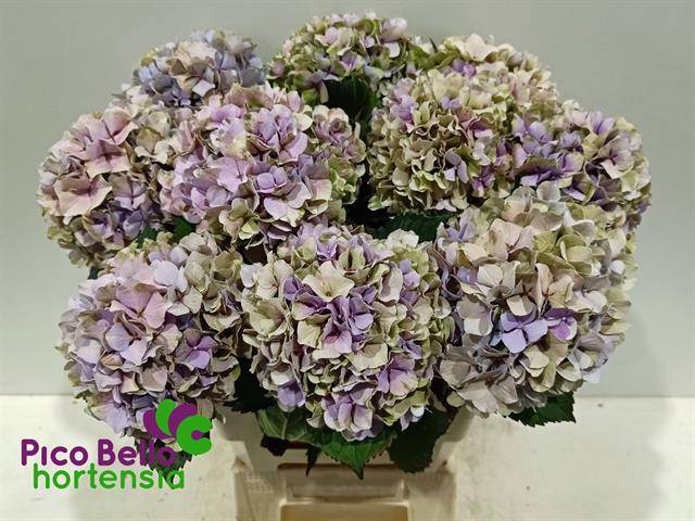 Hydrangea royal benefit classic
