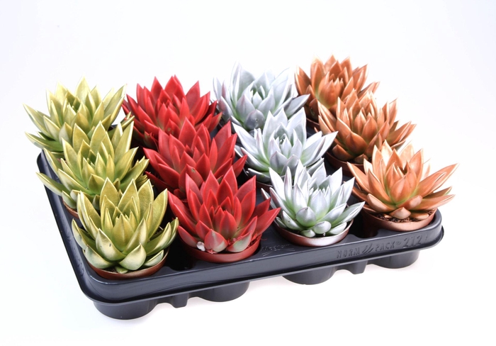 <h4>Echeveria Miranda</h4>