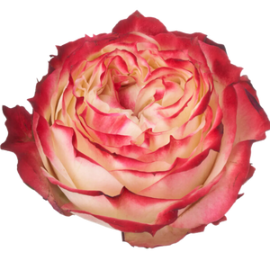 R GR APPLE JACK Tessa