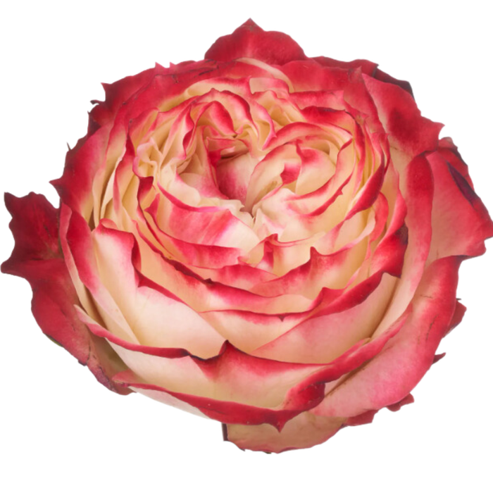 <h4>R GR APPLE JACK Tessa</h4>