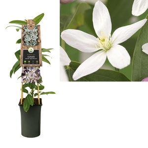 Clematis armandii 'Apple Blossom' +3.0 label