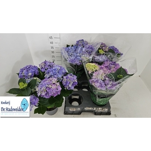 HYDR M EARLY BLUE
