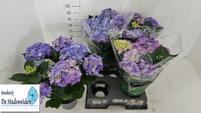 <h4>HYDR M EARLY BLUE</h4>