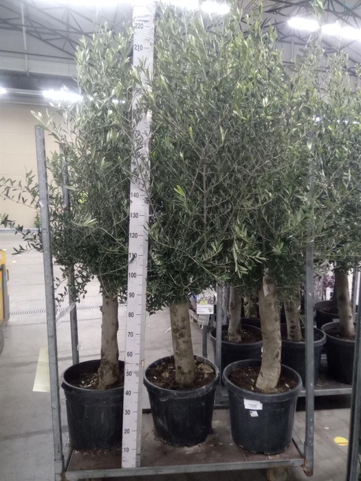 <h4>Olea europaea</h4>