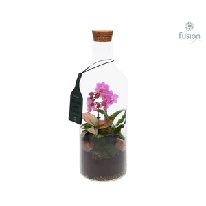 Green Bottle Fles Medium met Phalaenopsis arrangement