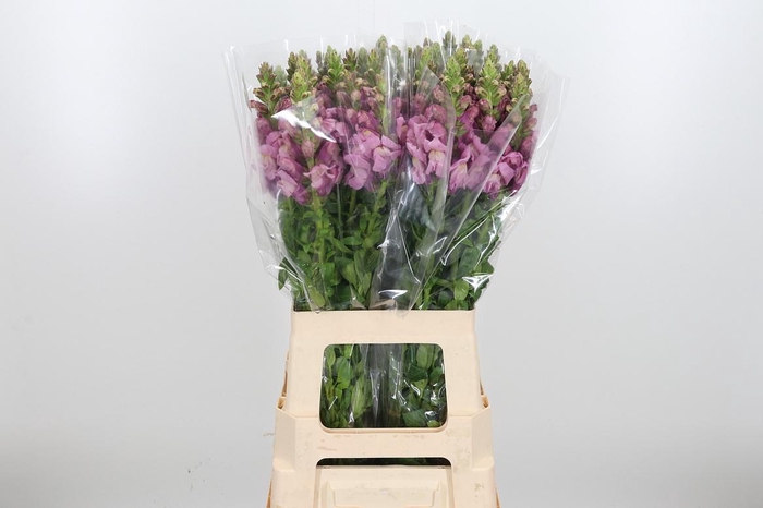 <h4>Antir Poto Lavend</h4>