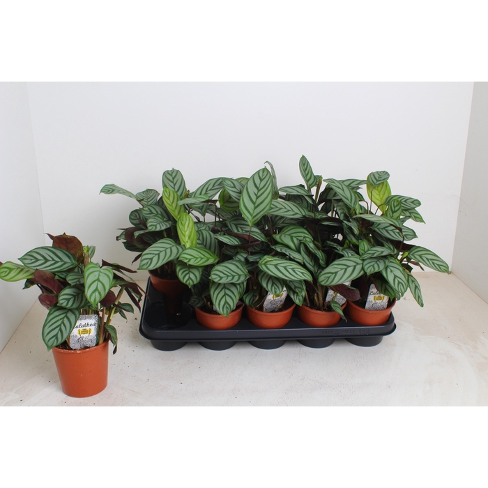 <h4>CTENANTHE COMPACTSTA</h4>