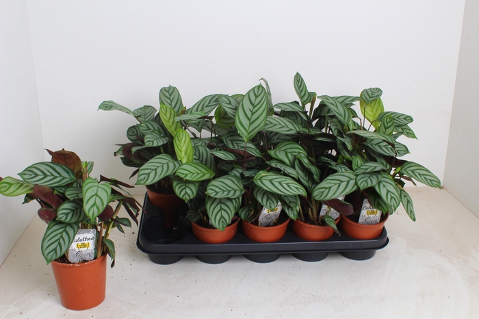 CTENANTHE COMPACTSTA