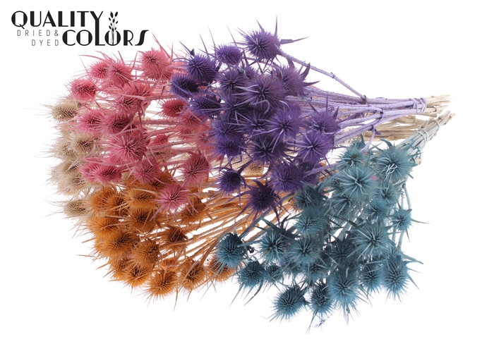 <h4>Cardi Distel Natural 10pc/bunch 55cm Frosted Mix</h4>