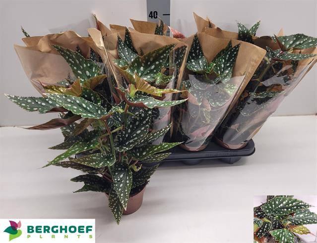 <h4>BEG MA SPOTL GREEN</h4>