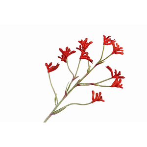 Anigozanthos Orange Dark FL440011ORD